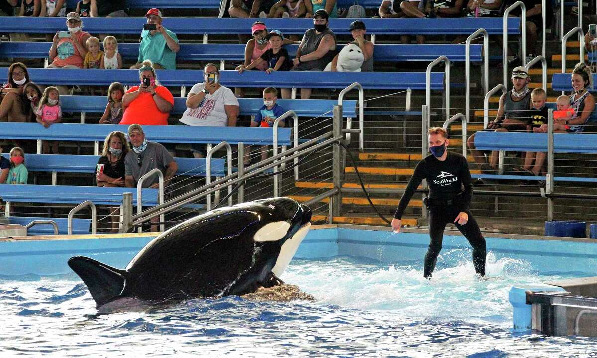 SeaWorld San Antonio’s Orca Encounter in July. The theme park is hiring hundreds of part- and full-time positions, including an animal trainer. 