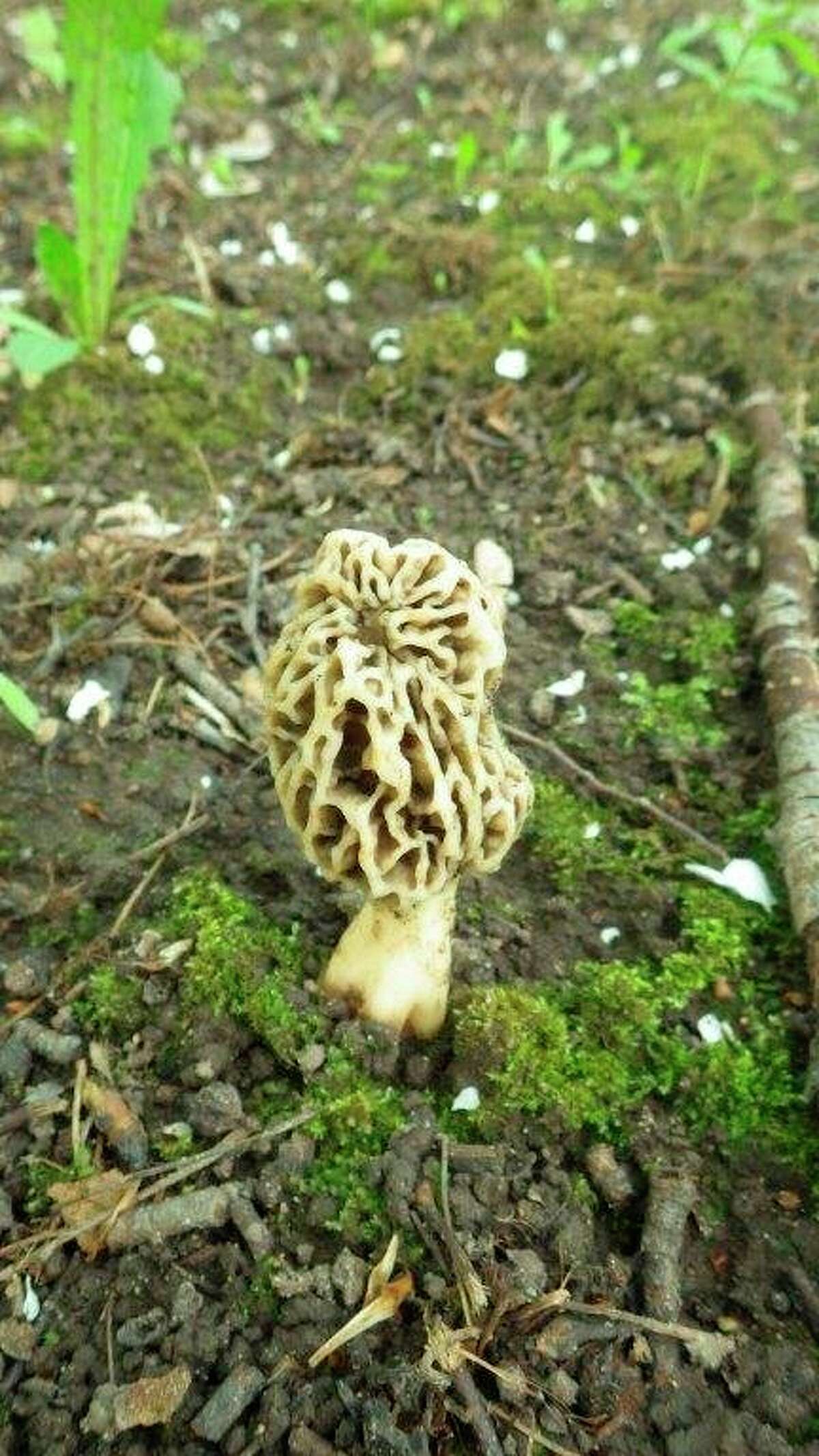 Morels are one of the easiest and safest mushrooms to identify while foraging in the woodlands. (Tom Lounsbury/Hearst Michigan)