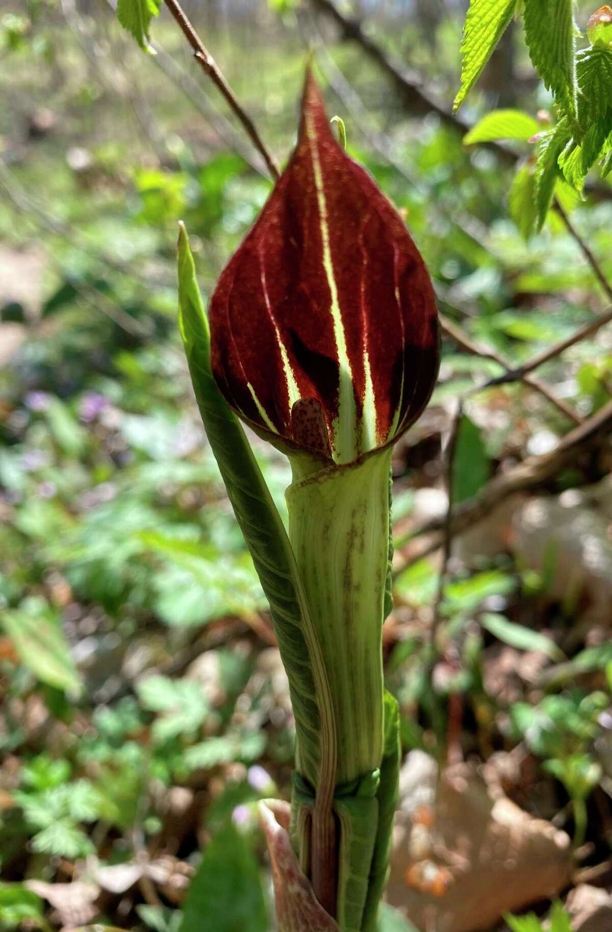 Paula Dreeszen, guest speaker at the Spirit of the Woods Garden Club, Inc. meeting, spoke about wildflowers in the Arcadia Dunes Nature Preserve such as the Jack-in-the-Pulpit.  (Courtesy photo) Jack-in-the-Pulpit    