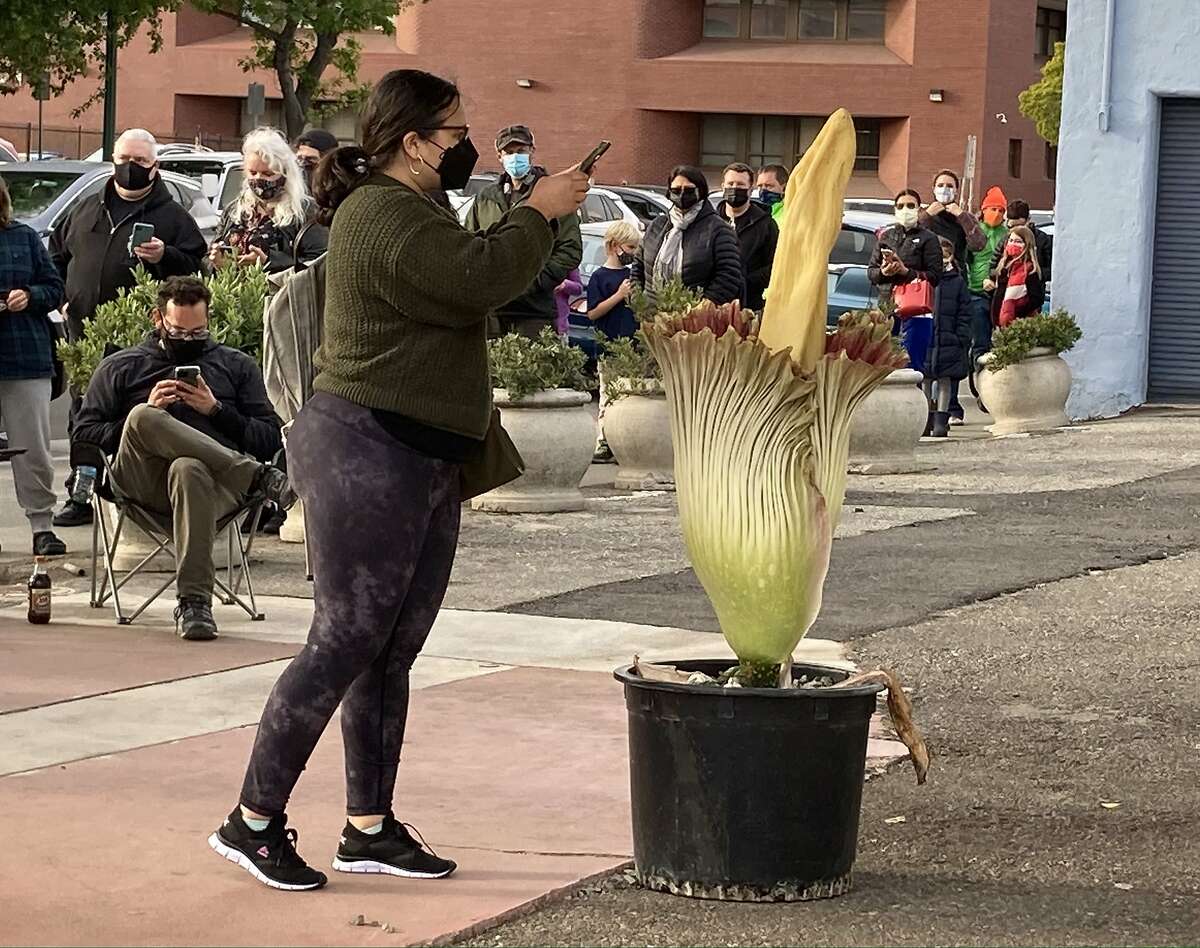 Alameda residents lined up to take photos with rare corpse flower on May 17, 2021, which was grown in a private nursery by Solomon Leyva.