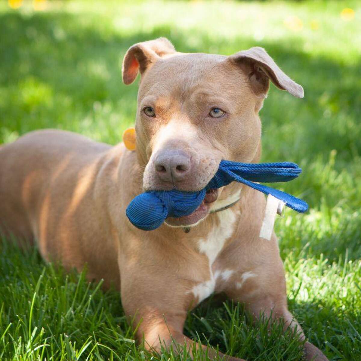 Sweetie, a dog in Ridgefield, is happiest when she is with humans. She can be met by calling the ROAR-Donofrio Family Animal Shelter at (203) 438-0158 for an appointment.