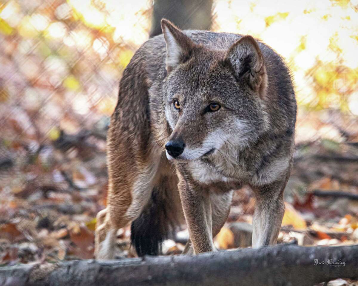 Beardsley Zoo offers free Saturdays for Bridgeport residents