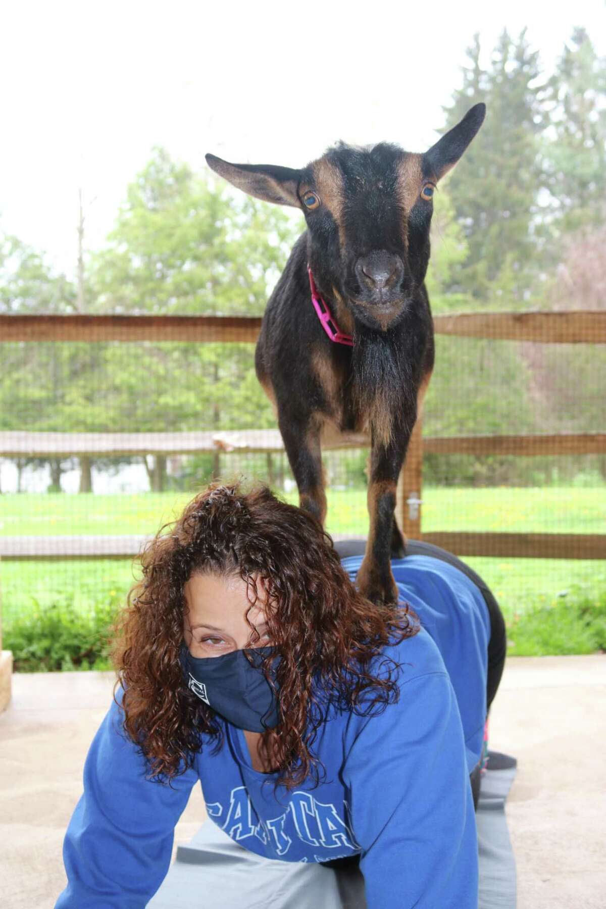 ‘Goats are the next dog’ From yoga to landscaping, humans and goats