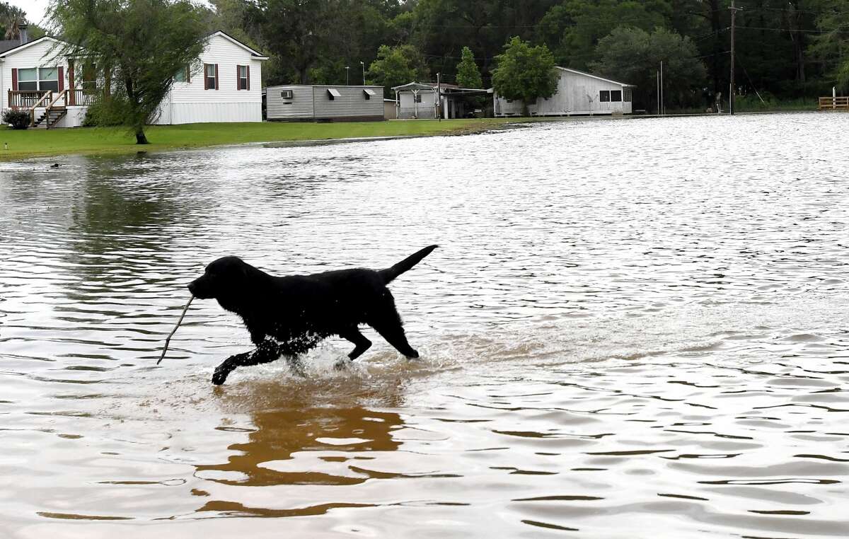 A dog plays in flood waters from a swollen Taylor's Bayou on LaBelle Road Tuesday. The area received over a foot of rainfall Monday, flooding area bayous and several yards and homes. Photo made Tuesday, May 18, 2021 Kim Brent/The Enterprise