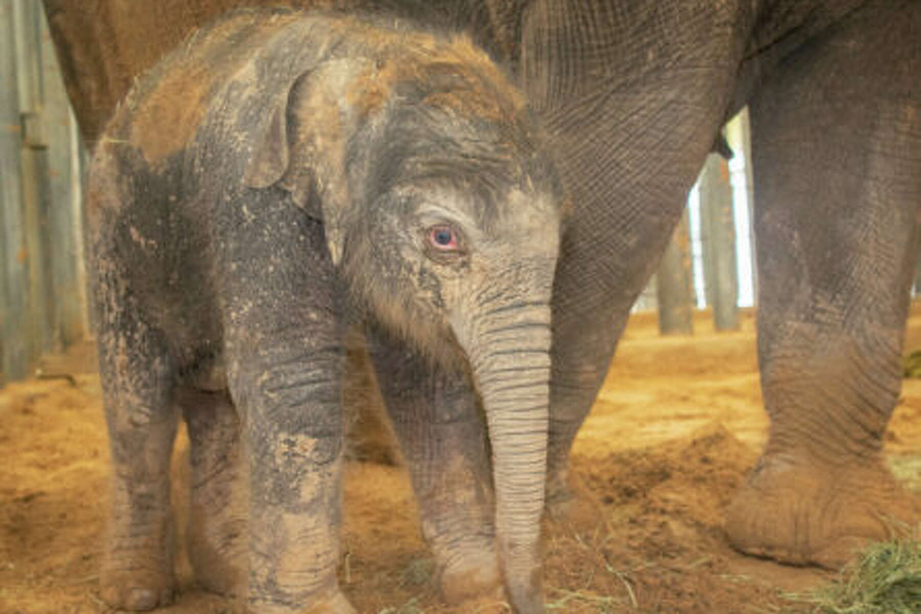 Houston Zoo Welcomes New Baby Elephant Named Teddy