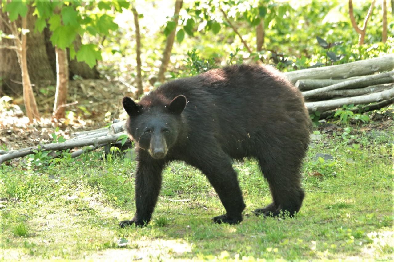 Black bear sightings on the rise in Deep River, officials say