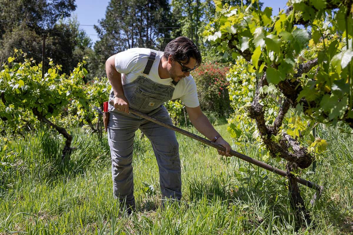 Winemaker Matthew Niess, of North American Press, farming a vineyard in Sebastopol with Baco Noir, a type of hybrid grapevine.