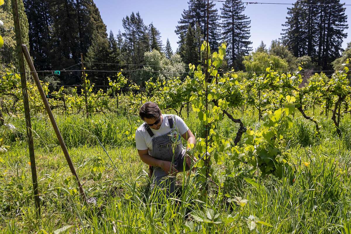 The advantage of farming hybrid grapes, Matt Niess says, is that they tend not to require fungicides or pesticides.