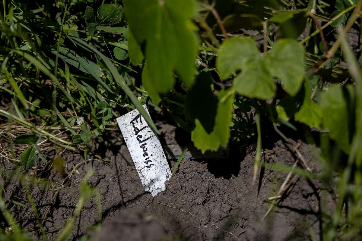At the Sebastopol vineyard, Niess is cultivating about 50 unique hybrid grape varieties, some of which have never been planted anywhere before.