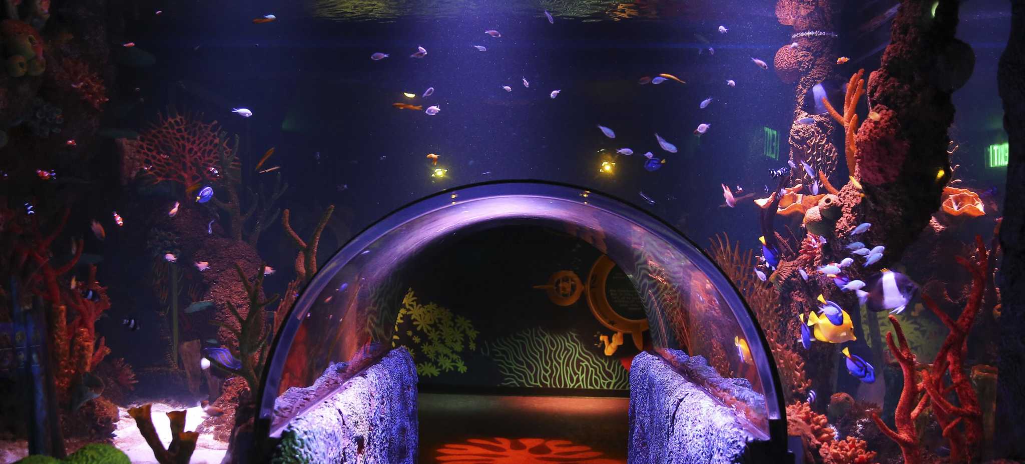 First Look Sea Life San Antonio Aquarium Opens Tuesday At The Shops At   RawImage 