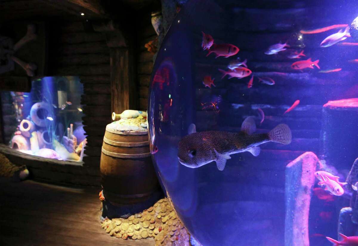 First look Sea Life San Antonio aquarium opens Tuesday at the Shops at