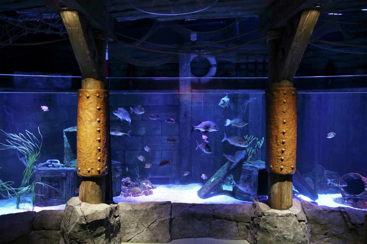 First Look Sea Life San Antonio Aquarium Opens Tuesday At The Shops At   1200x0 