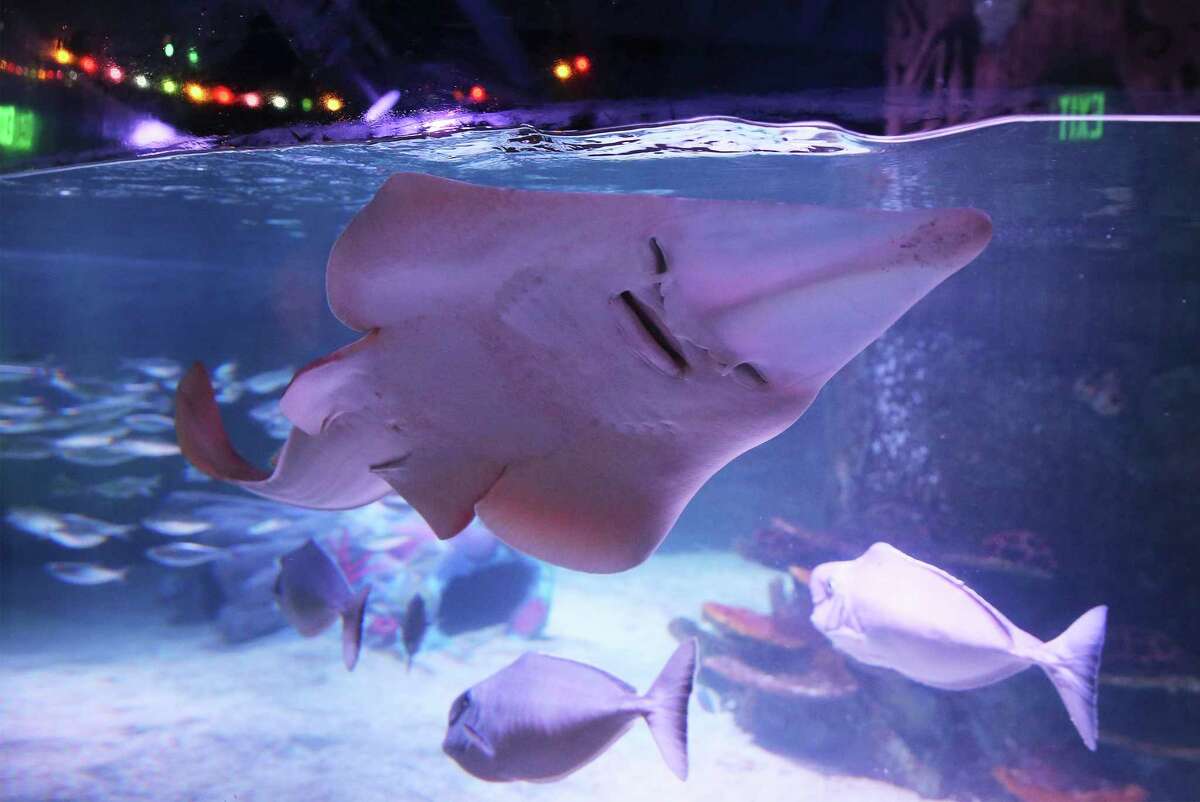 First look Sea Life San Antonio aquarium opens Tuesday at the Shops at