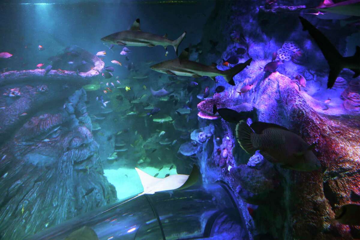 First look Sea Life San Antonio aquarium opens Tuesday at the Shops at
