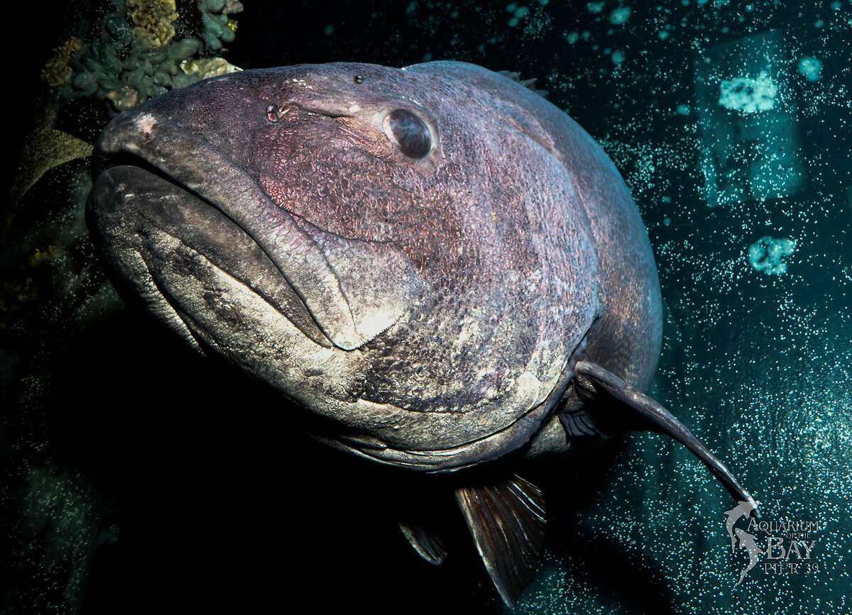 The giant sea bass at San Francisco's Aquarium of the Bay. The institution is selling its first non-fungible token that includes the opportunity to name the fish and receive lifetime images of it every 6 months.