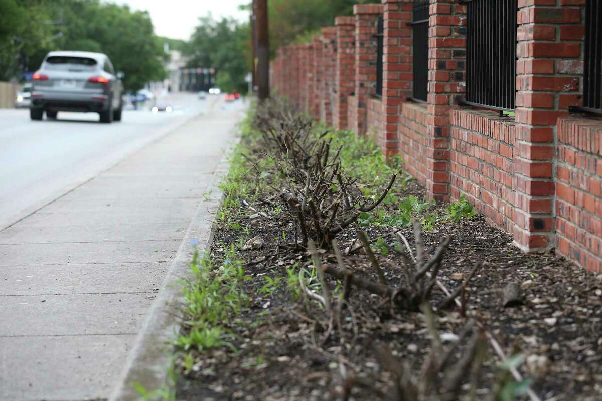 Dead rose bushes are seen at a home off Nacogdoches Road, Wednesday, May 19, 2021. Many homes in Alamo Heights ISD were vandalized with herbicide after the election. They apparently have a common thread: signs supporting AHISD candidate Travis Wiltshire, who lost to Carey Hildebrand. Some homes have thousands of dollars worth of damage to their yards.