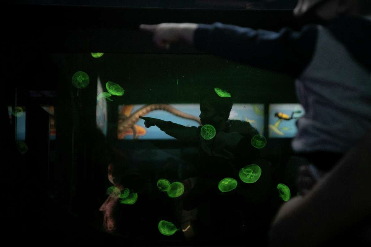 Moon jellies are lit up as Matteo Azzopardi, 4, is held by his grandmother, Dina Hughes, for a better view in the Richard Friedrich Aquarium at the San Antonio Zoo on May 13, 2021.