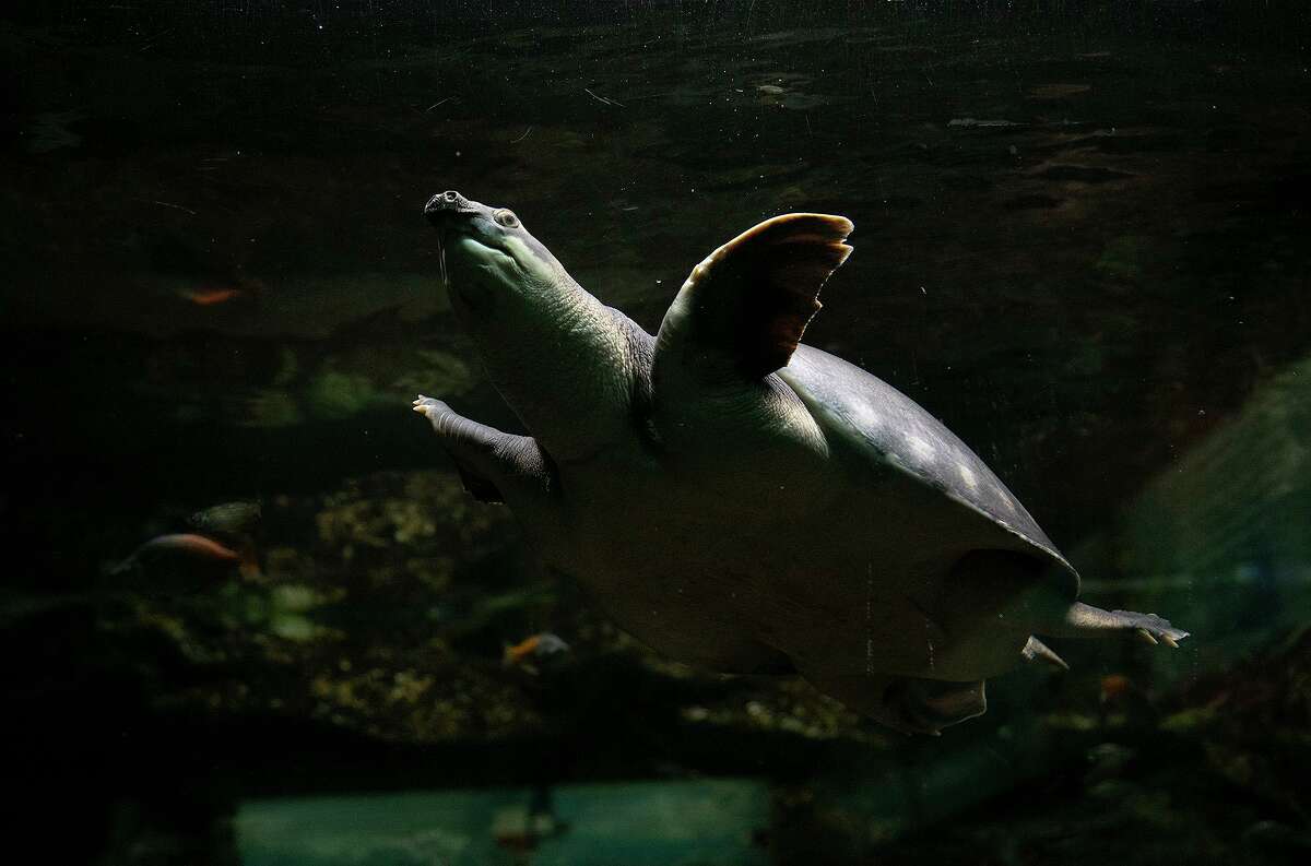 A Fly River turtle, also known as a pig-nosed turtle, swims in the Richard Friedrich Aquarium at the San Antonio Zoo on May 13, 2021.
