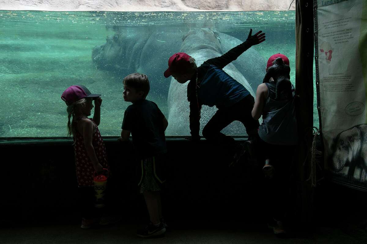 Avery Solari, 3, from left, Jackson Greenway, 6, Judah Solari, 5, and Levi Solari, 7, visit Timothy The Hippo and his grandmother, Uma, in the Africa Live! exhibit at the San Antonio Zoo on May 13, 2021.