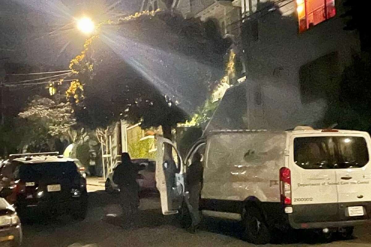 A wayward mountain lion that was spotted in a tree on Santa Marina Street near Mission Street in San Francisco was captured May 19, 2021.