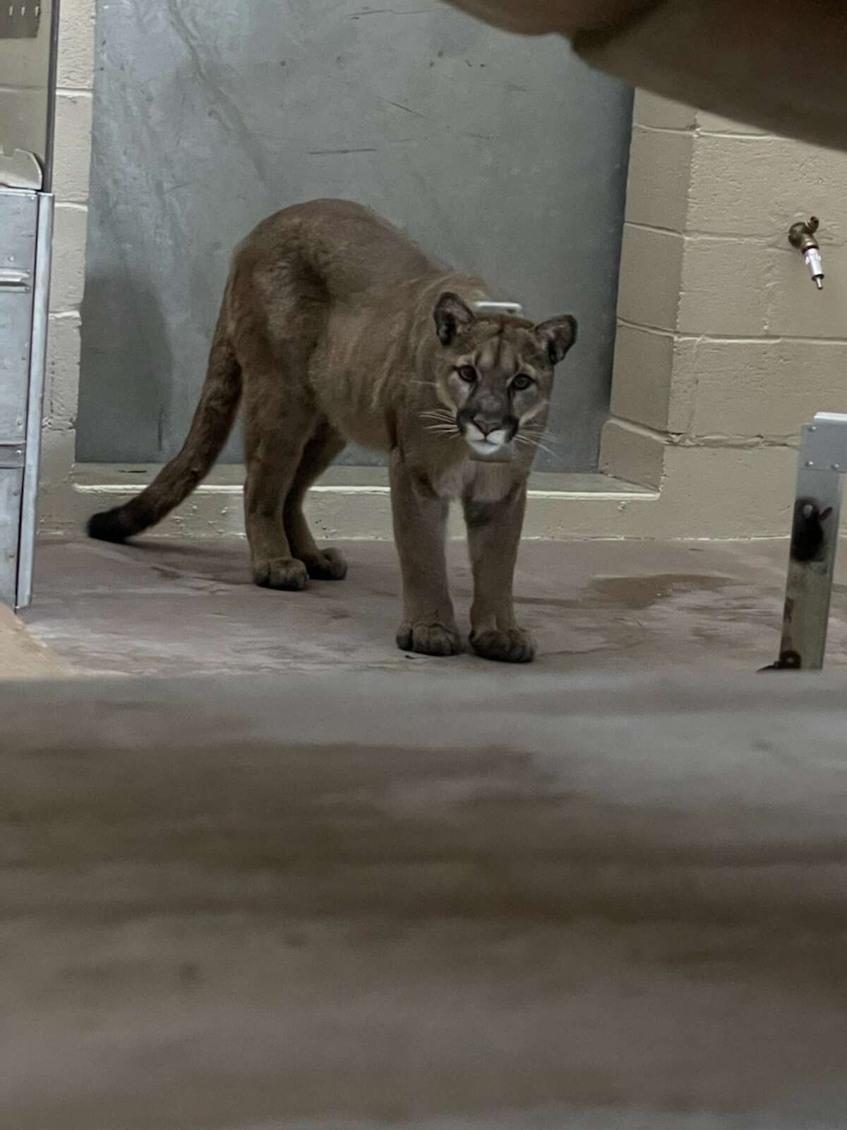 Wayward San Francisco mountain lion captured after being found in tree
