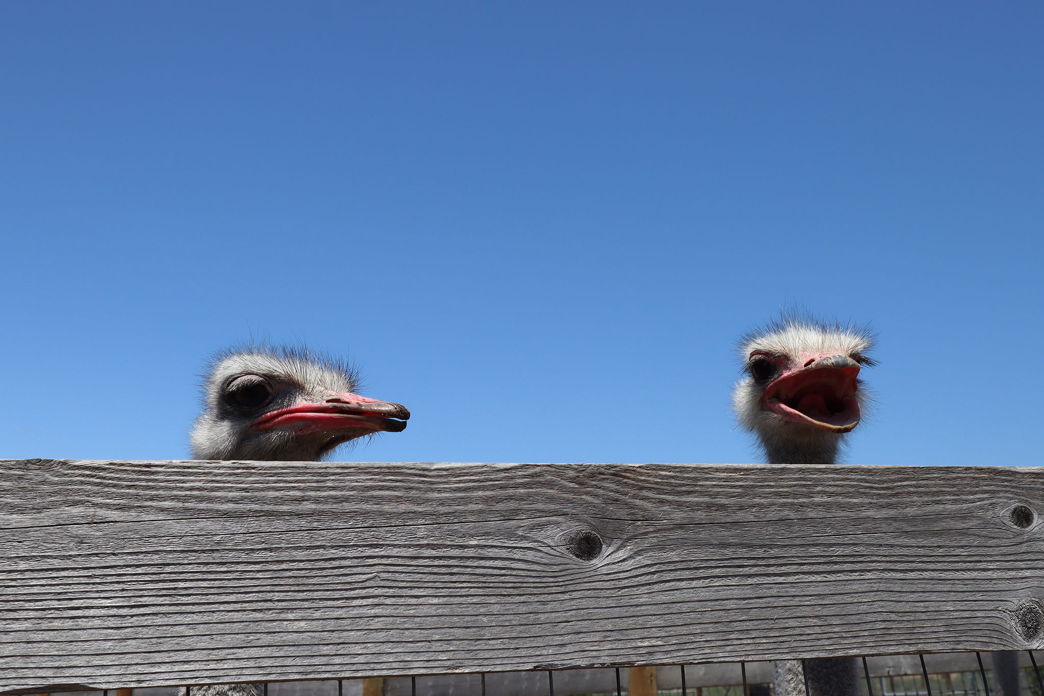 I went to one of California's last ostrich farms, and it was terrifying - Vimarsana News