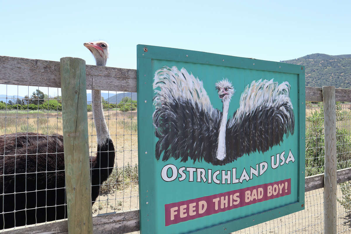  On active weekend breaks, the refuge occasionally pauses feeding so the ostriches do not eat way too much. 