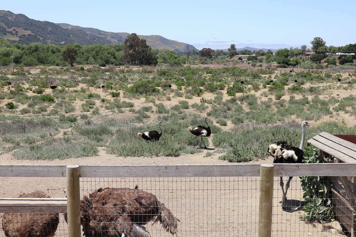 The birds at Ostrichland U.S.A. have plenty of room to stroll.