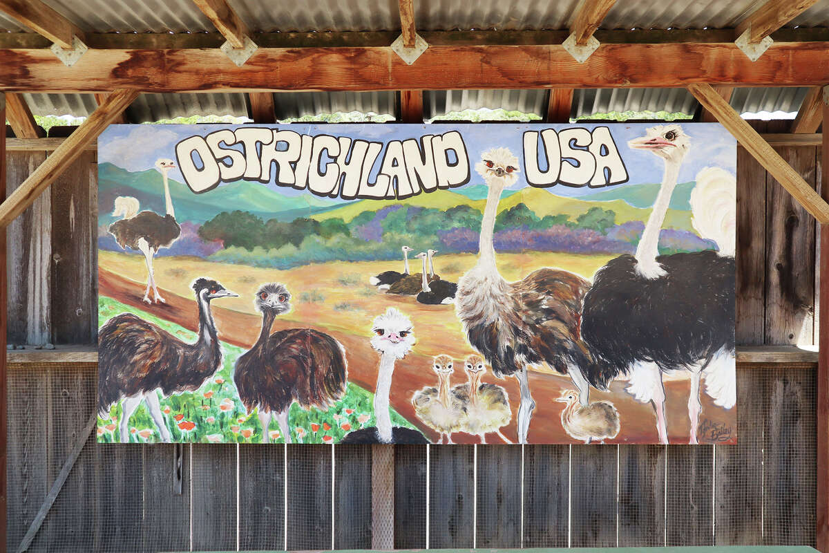  Right off the highway, Ostrichland is a strange however unforgettable destination . 