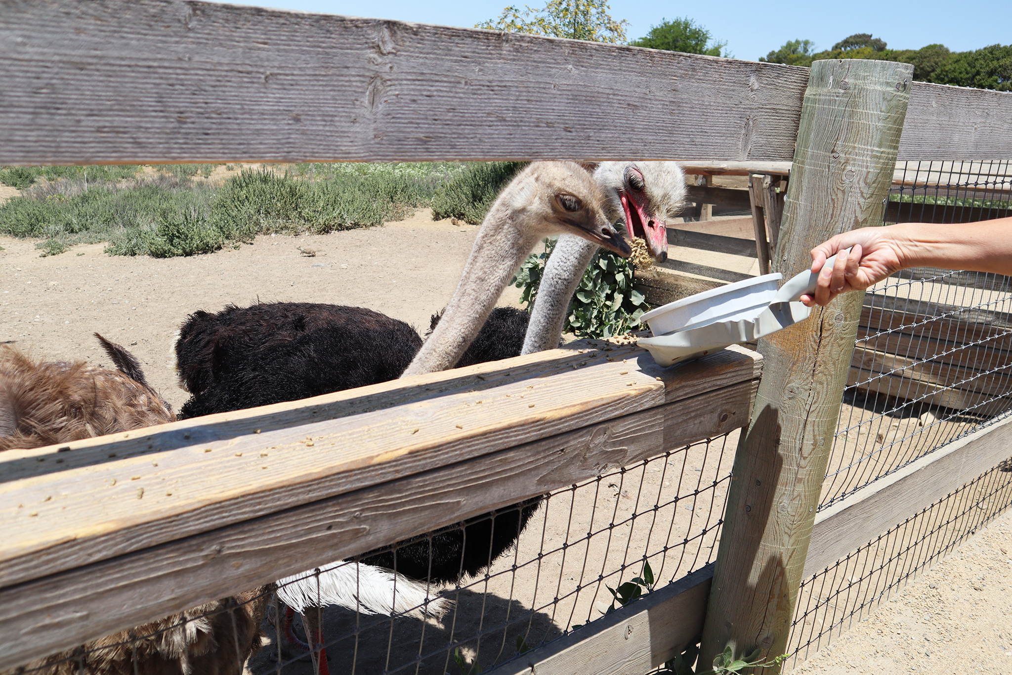Hermès hit by ostrich farm cruelty claims