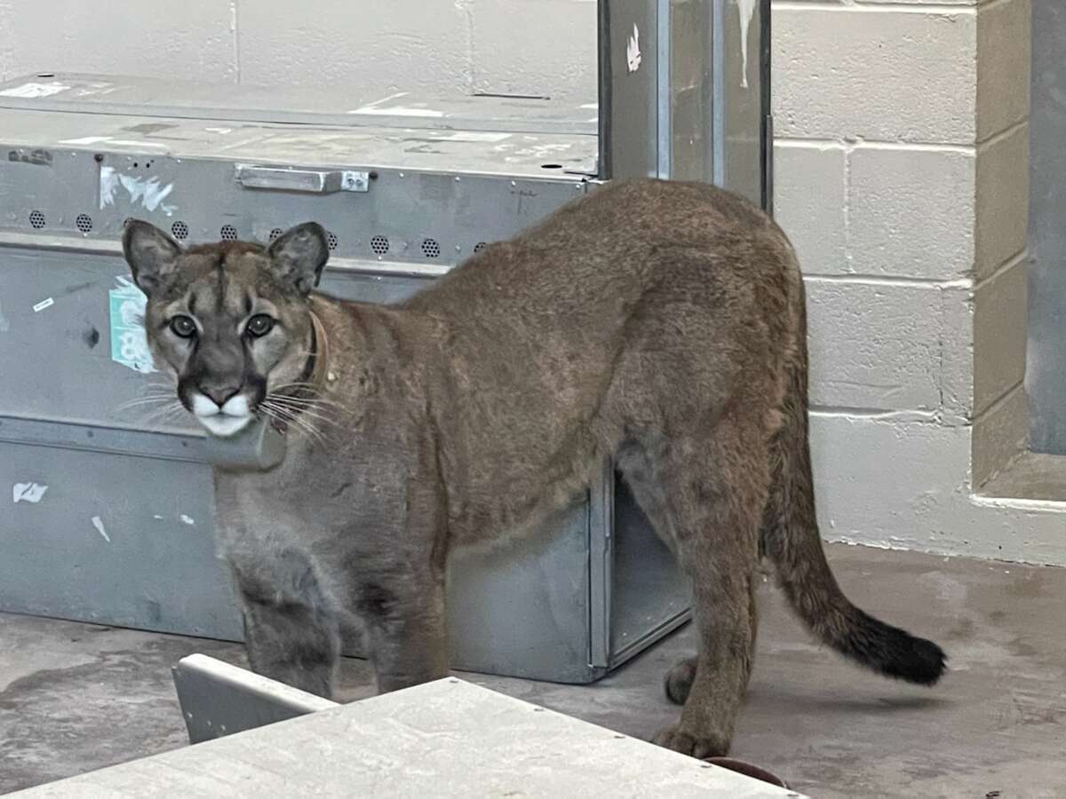 San Francisco animal control officials captured a mountain lion Wednesday night believed to be the same one previously spotted roaming the streets in the city’s Bernal Heights neighborhood.