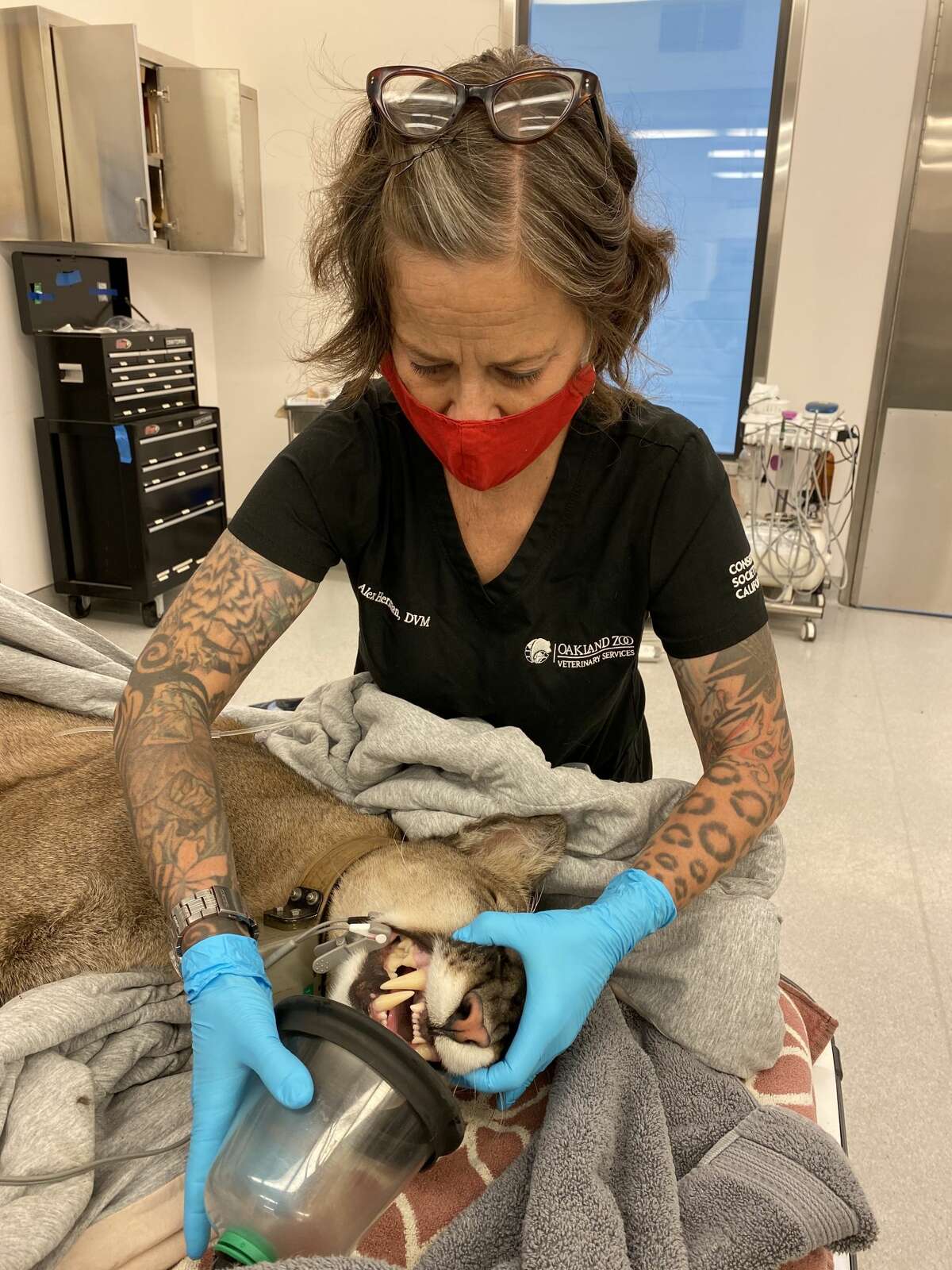The mountain lion will be released back to the wild in an unpopulated area of Santa Clara County after he is examined Thursday.