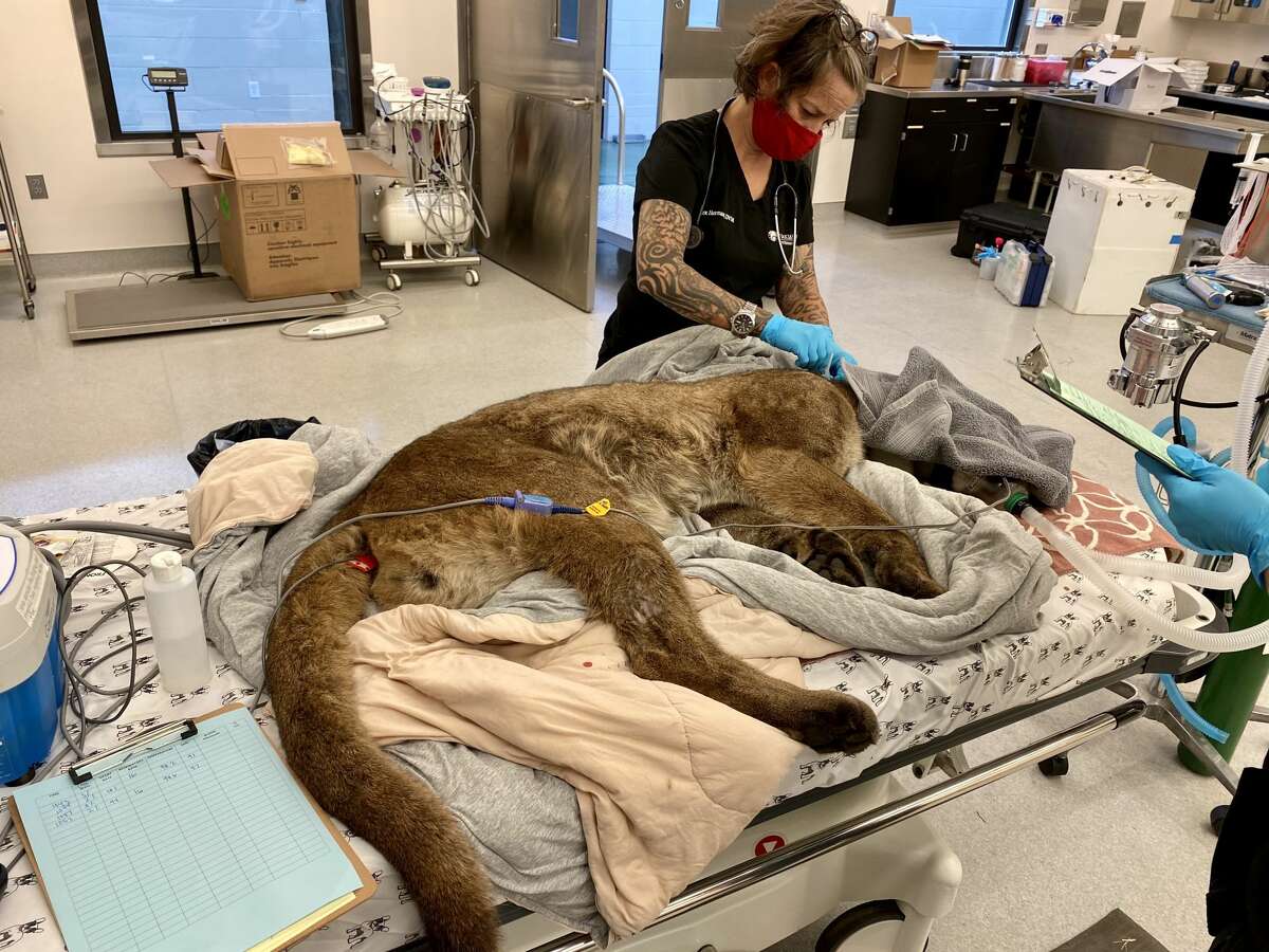 In the early morning hours of May 20, 2021, the Oakland Zoo took in a 2-year-old male Mountain lion captured in San Francisco’s Bernal Heights neighborhood. This male marks the 16th mountain lion rescue for the Zoo through their Bay Area Cougar Action Team (BACAT) alliance