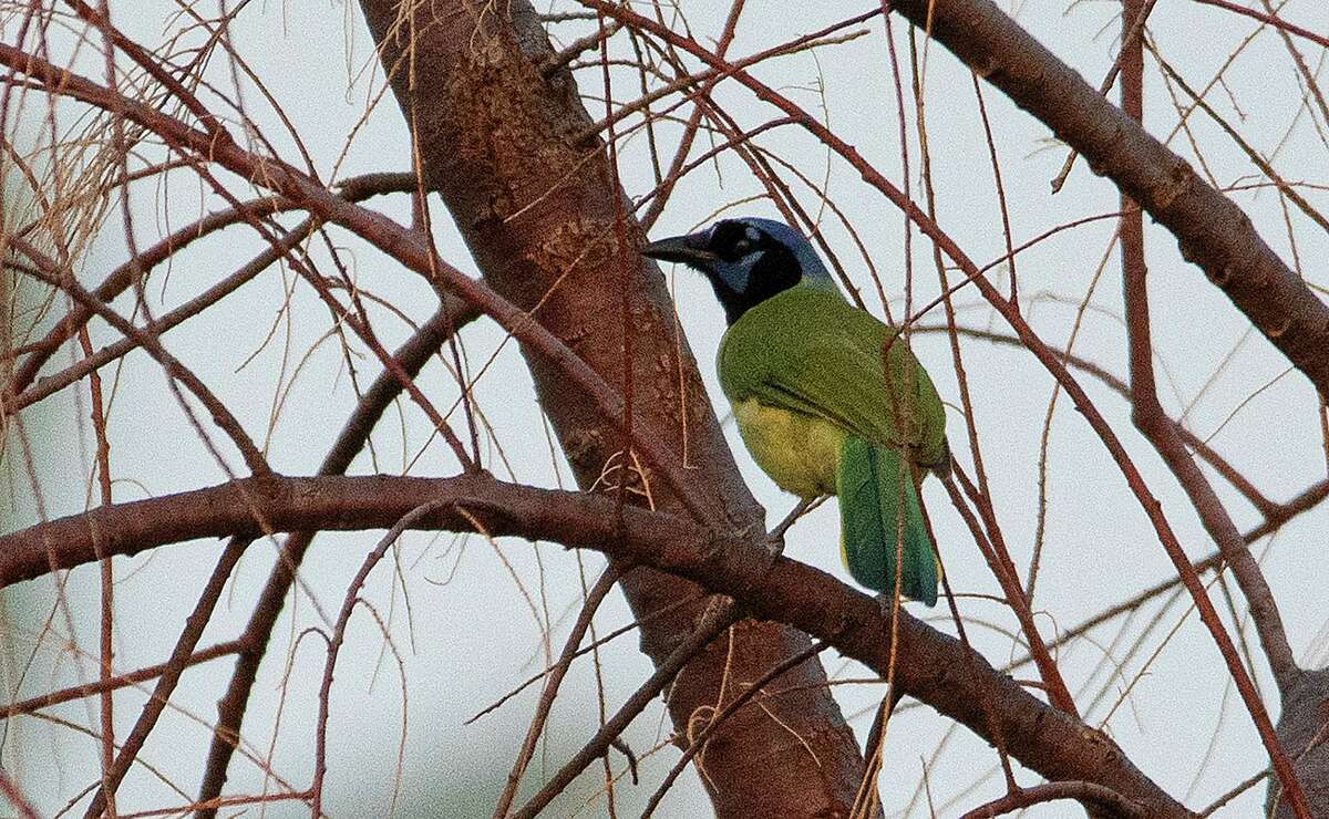 A Green Jay is spotted Tuesday, May 18, 2021, at Las Palmas Trail.