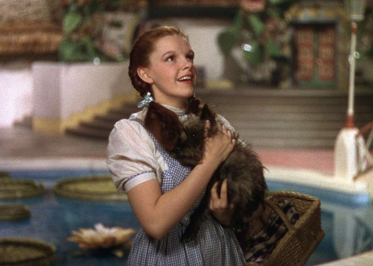 The Wizard of Oz (1939) - Directors: Victor Fleming, George Cukor, Mervyn LeRoy, Norman Taurog, Richard Thorpe, King Vidor - IMDb user rating: 8.0 - Metascore: 92 - Runtime: 102 minutes The Cairn terrier named Toto that accompanied Dorothy on her journey through Oz played a vital role in Dorothy’s well-being. Who could forget when the Wicked Witch of the West shrilled, “I’ll get you my pretty, and your little dog, too?” Toto was played by Terry, who earned $125 a week for her fetching role in the movie classic based on L. Frank Baum’s book series.