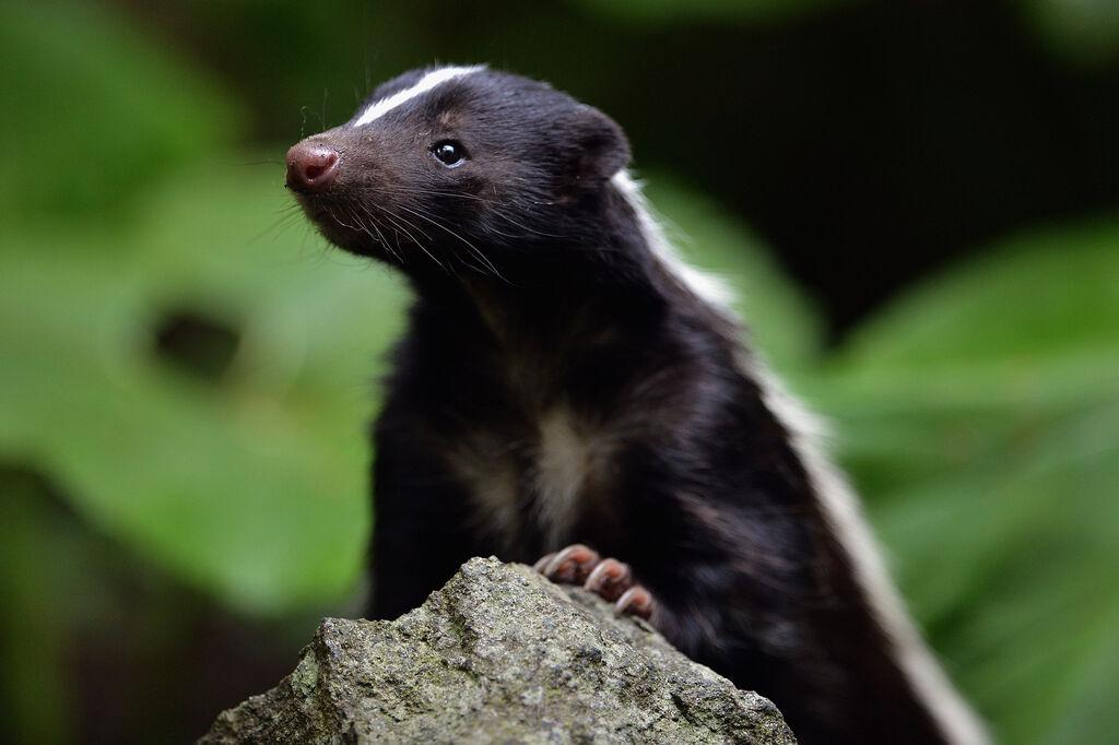 Connecticut skunk tests positive for rabies, health officials say