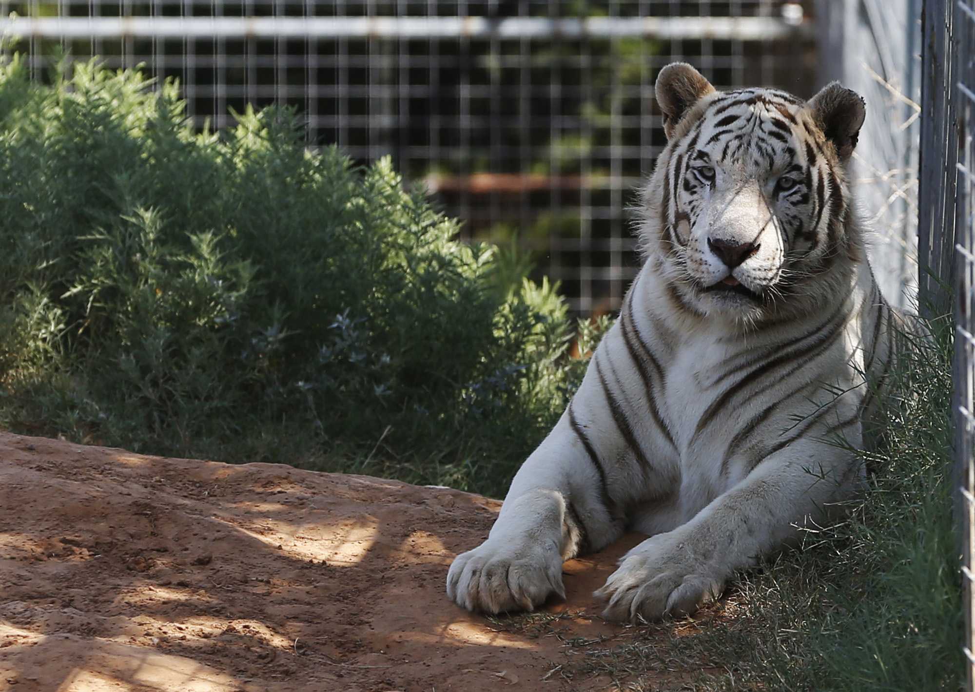 Feds seize 68 big cats and jaguar from 'Tiger King' park - Vimarsana News
