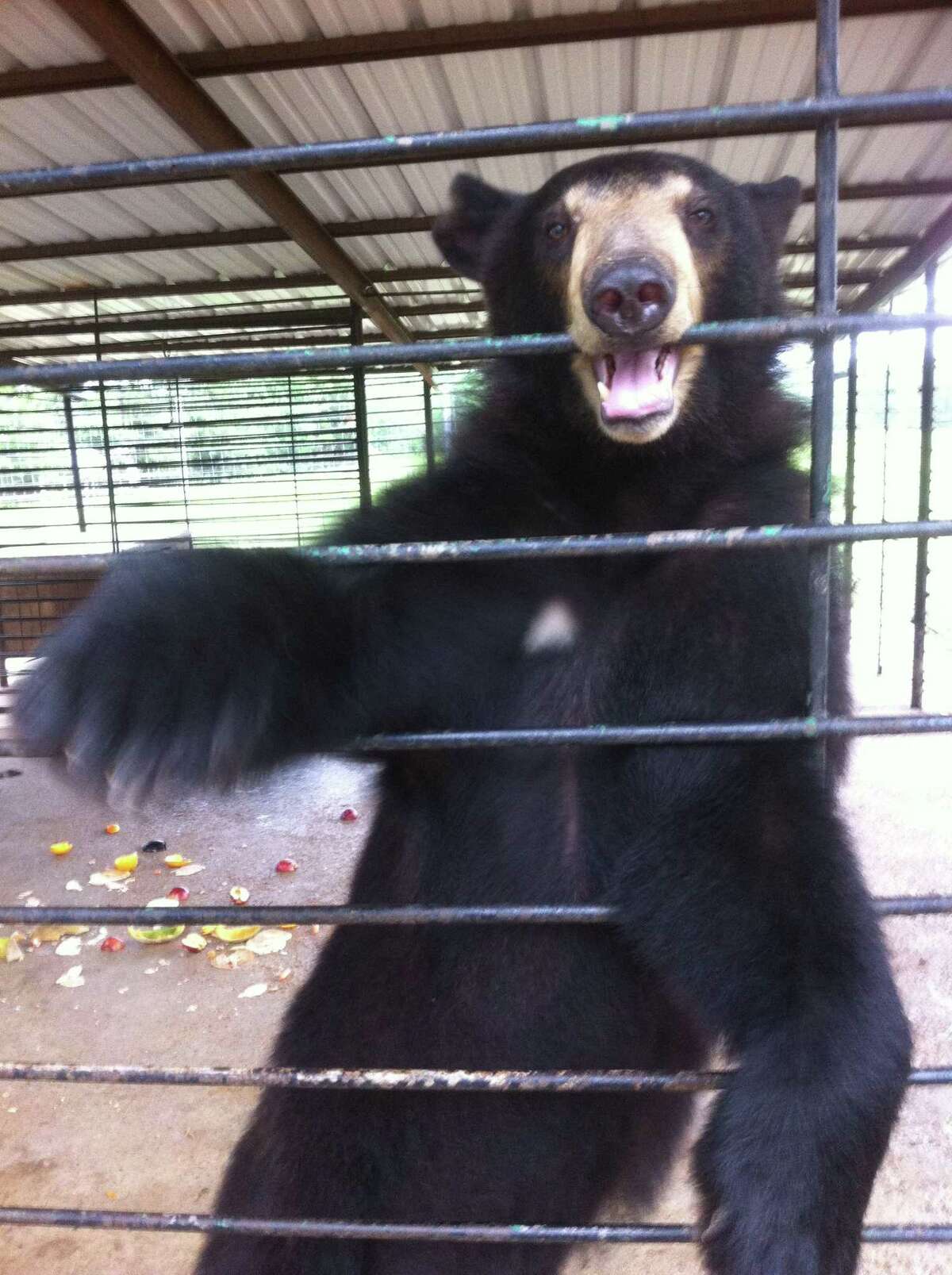 The mission of Bears, ETC is to establish a Bear and Exotic Animal Rescue Sanctuary in Montgomery County, connecting people with nature through education and awareness. Upcoming is a Bear Crawl fundraiser on May 29 and May 30 in Conroe and Montgomery. Kati Krouse of Bears Etc. is pictured caring for bears.