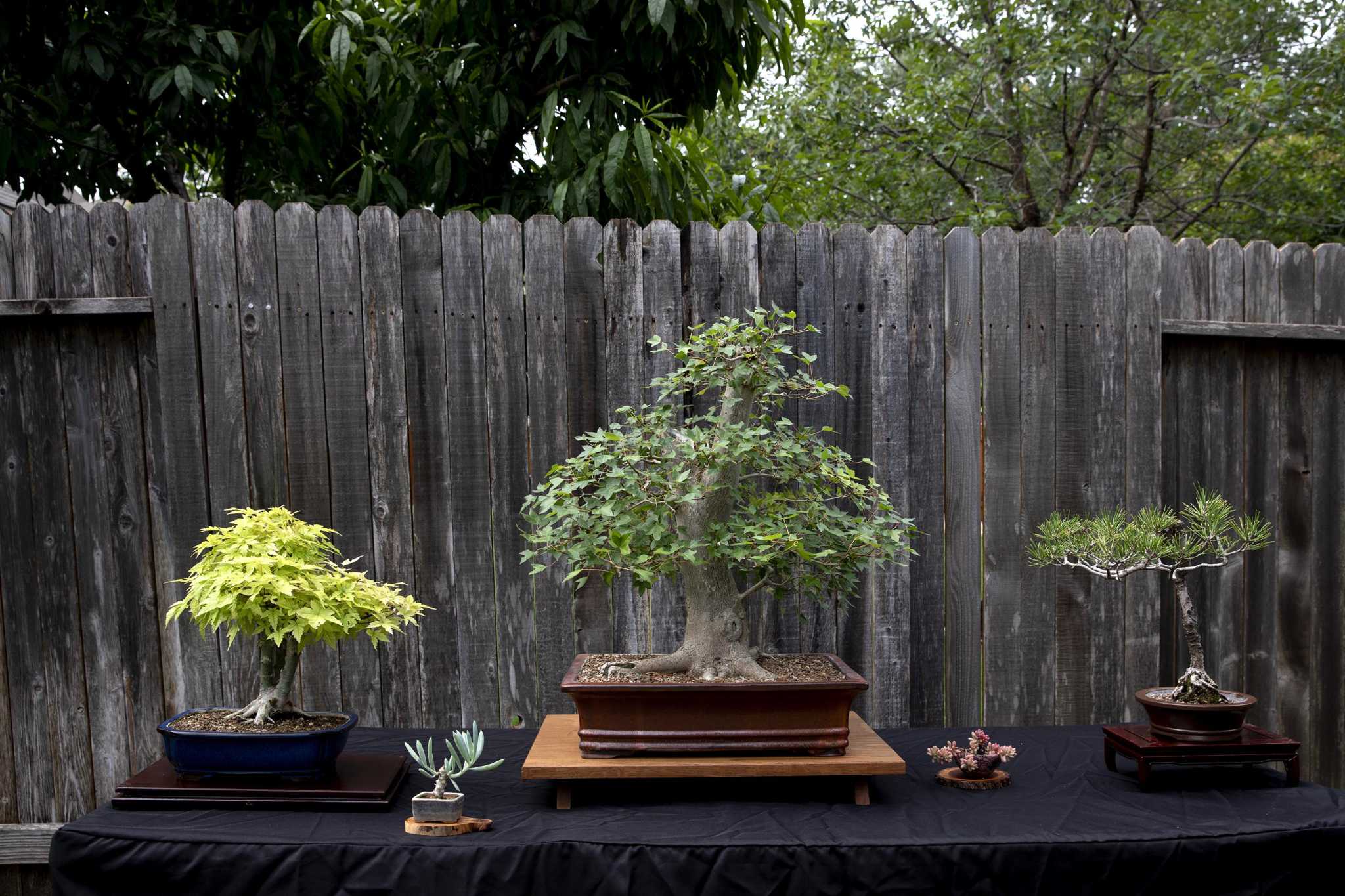 Great Cobra Kai Bonsai Tree of all time Don t miss out 