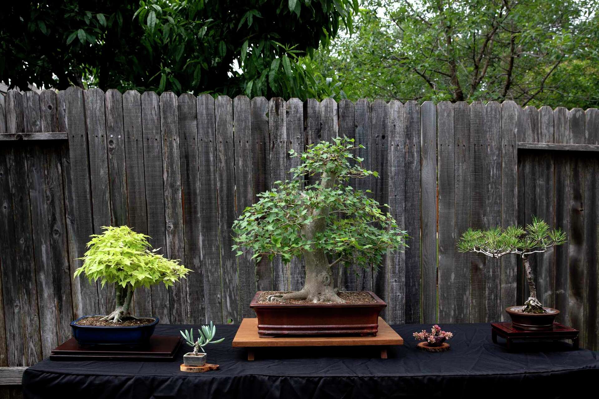 wie schneide ich bonsai richtig Scharfe Bonsai Schere aus Stahl main image 0