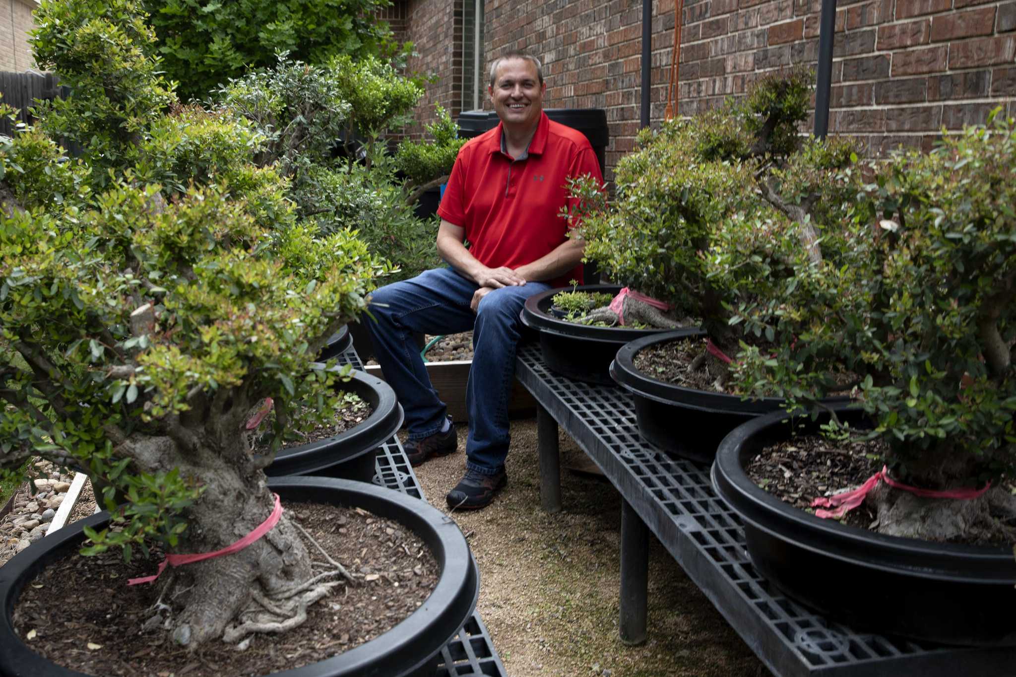 Could Netflix's 'Cobra Kai' series be sparking a renewed interest in bonsai  trees?