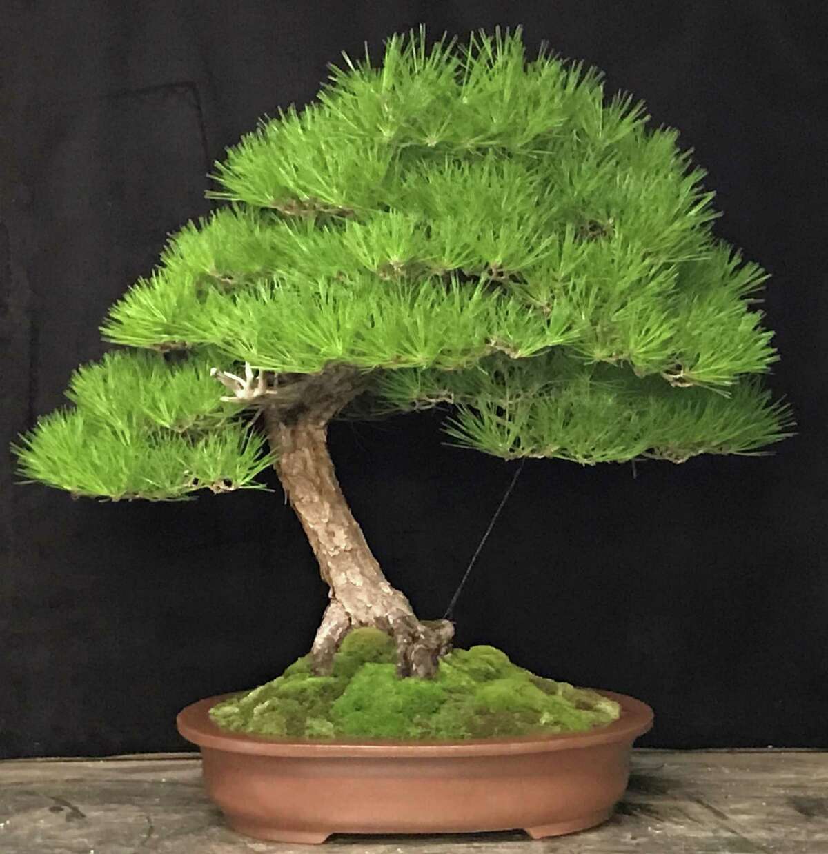 Could Netflix’s ‘Cobra Kai’ series be sparking a renewed interest in bonsai trees?