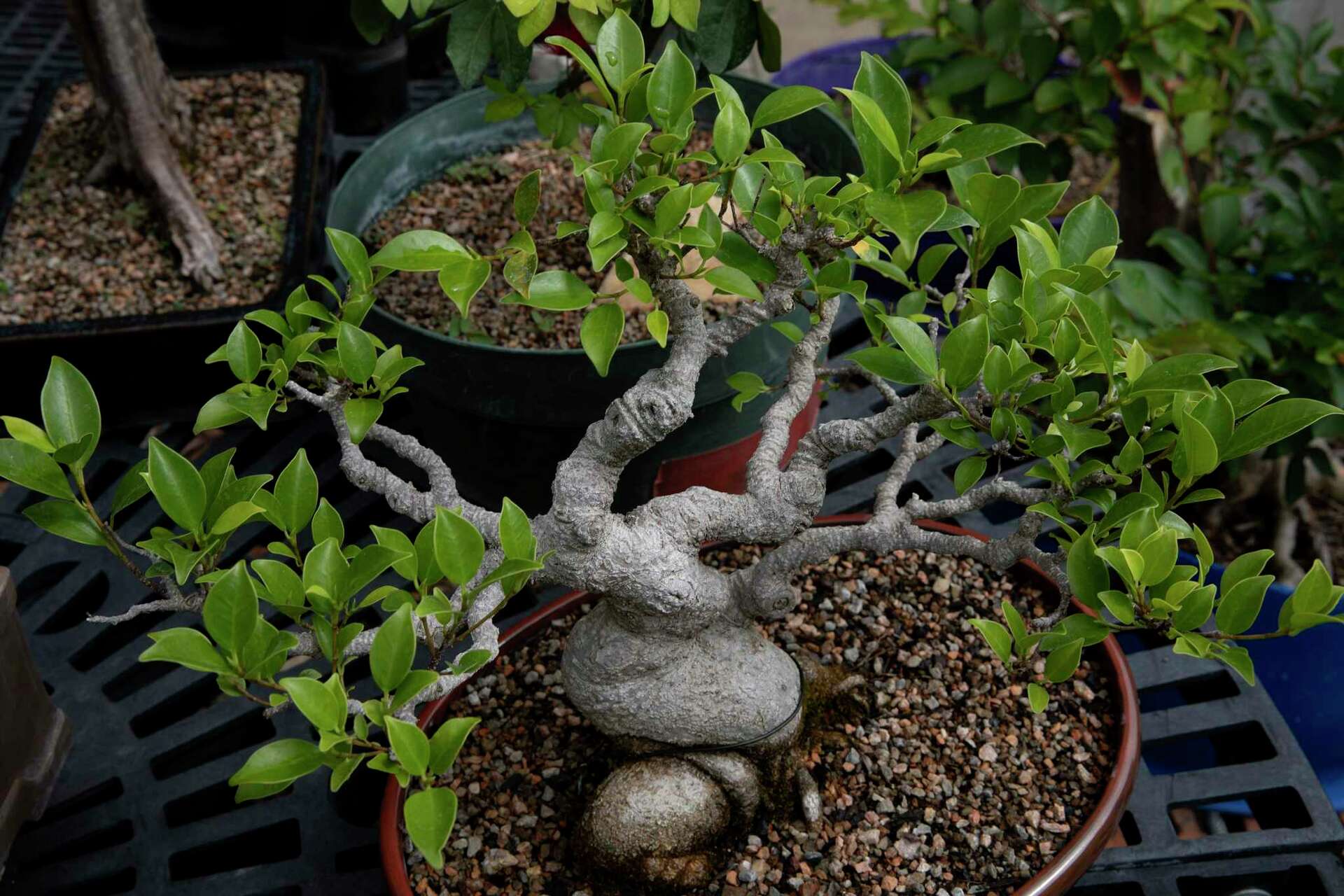 Could Netflix's 'Cobra Kai' series be sparking a renewed interest in bonsai  trees?