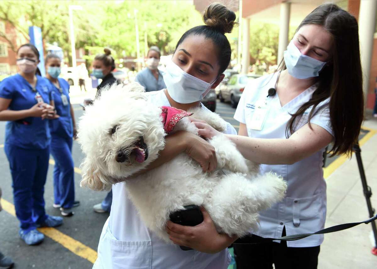 Photos: The annual Yale New Haven Hospital Pet Therapy Dog Parade Photos: The annual Yale New Haven Hospital Pet Therapy Dog Parade