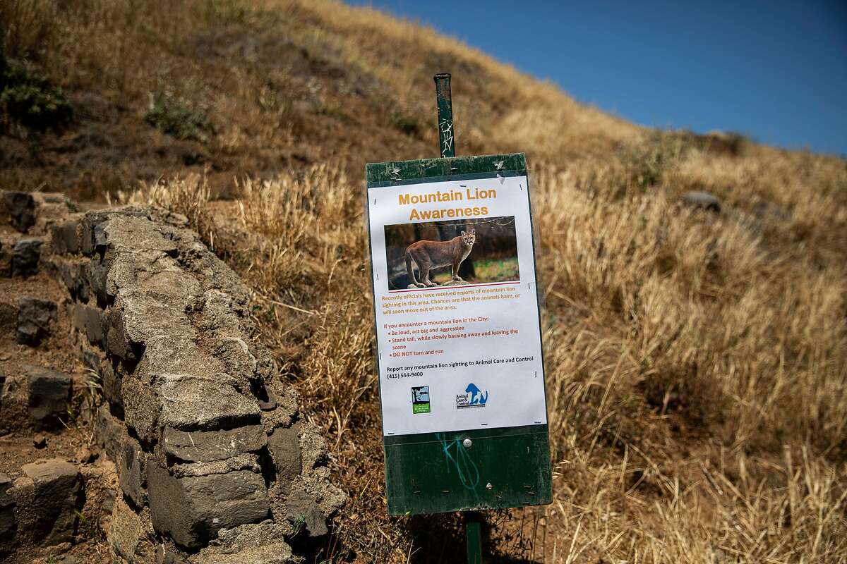 A sign at Bernal Heights Park, Tuesday, May 18, 2021, in San Francisco, Calif. Signs at the entrances to the park report a mountain lion was sighted in the area.