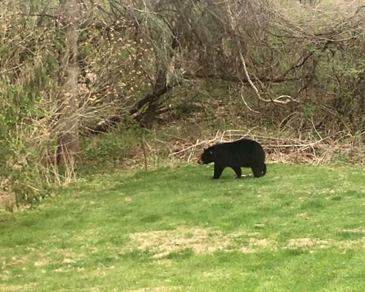 A file photo of a bear seen in Hamden, Conn., in April 2021. In Trumbull on Friday, May 21, 2021, several residents reported a bear trying to get into garbage and bird feeders.