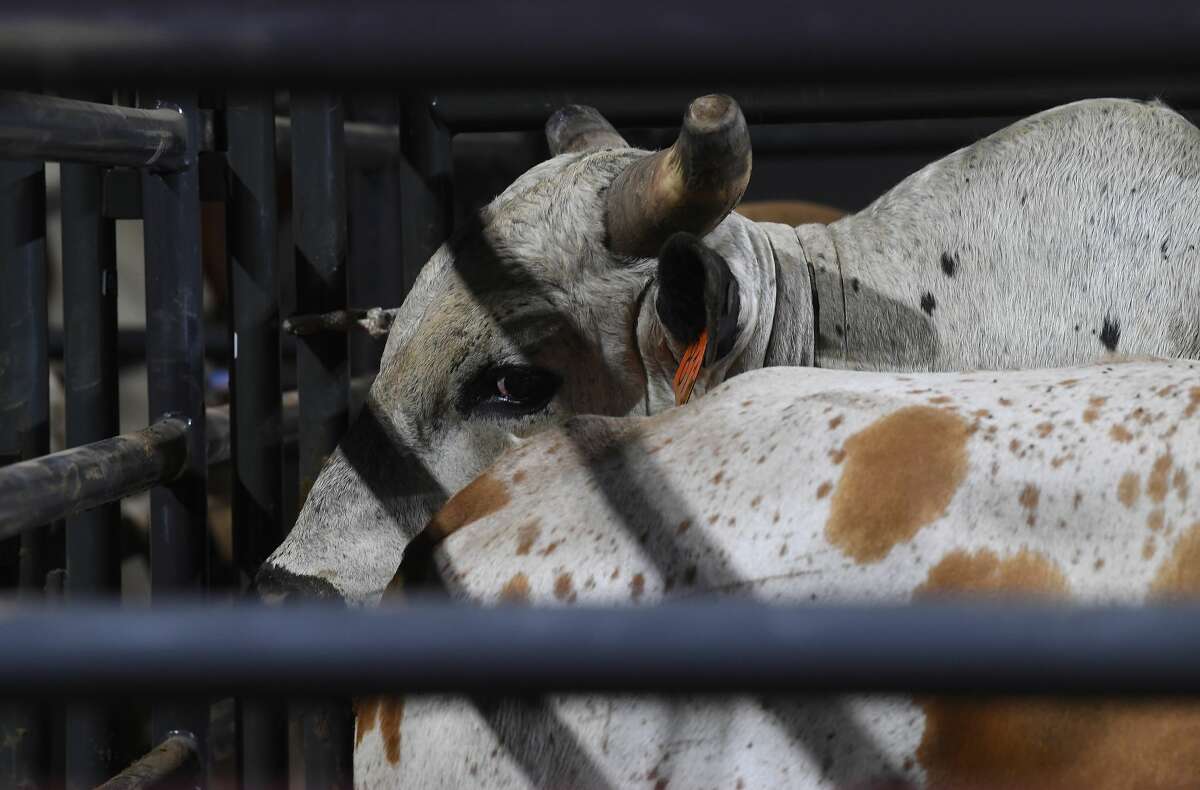 Riders compete in the 75th annual PRCA rodeo on its opening night at the YMBL South Texas State Fair Friday. Photo made Friday, May 21, 2021 Kim Brent/The Enterprise