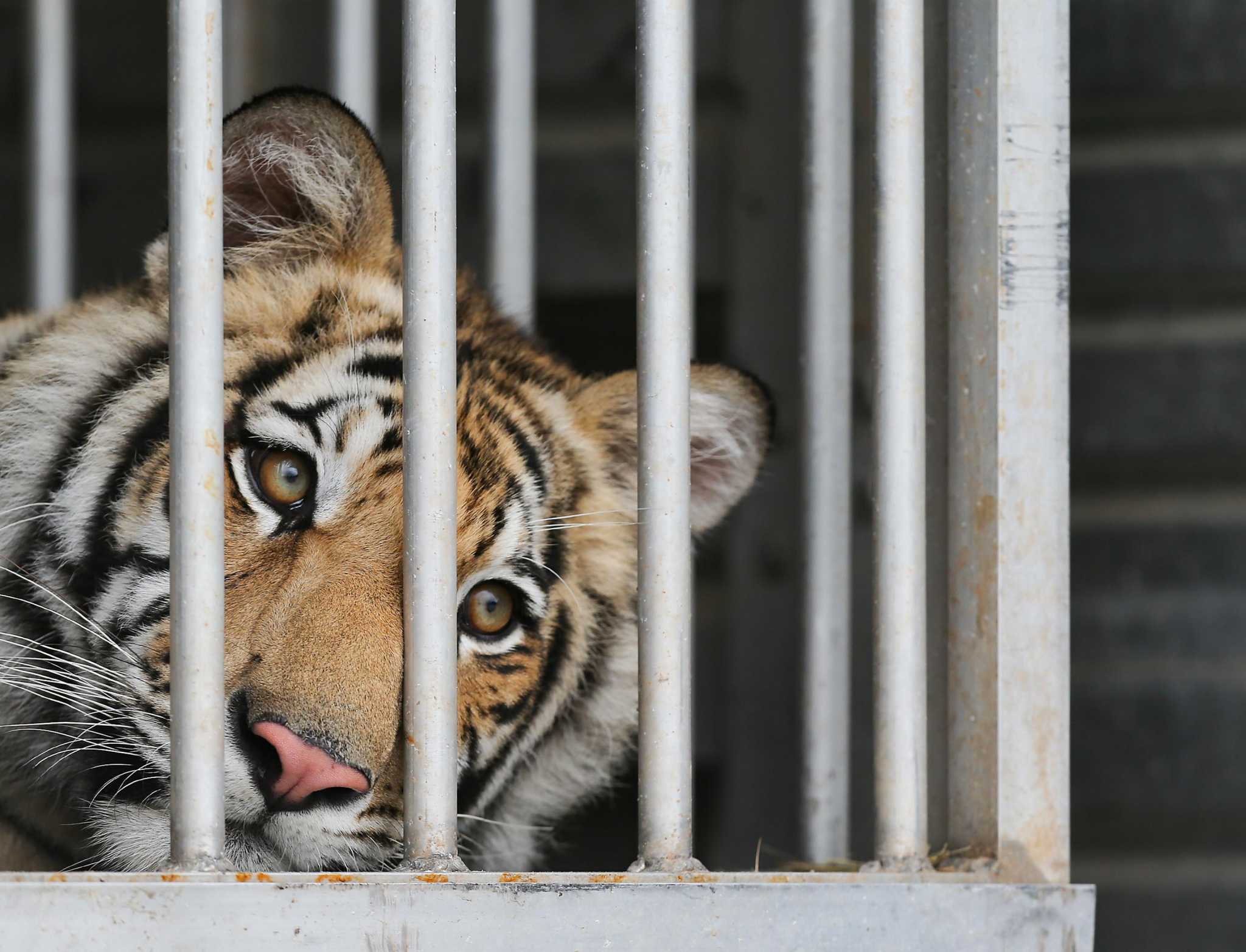 Bengal Tigers - Cat Tales Wildlife Center