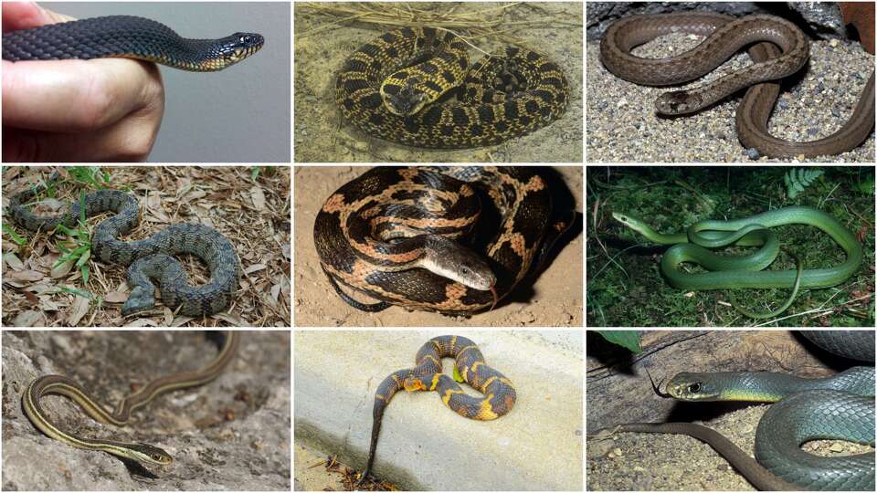 Snakes you want in your backyard