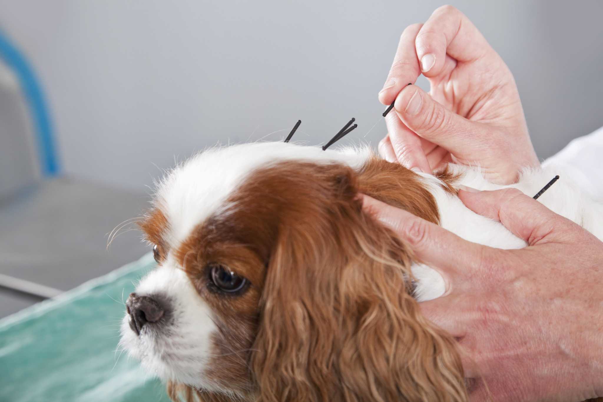 Does acupuncture work for dogs? Cathy Rosenthal says yes - Vimarsana News